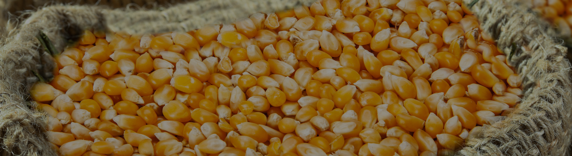 北京九鼎九盛種業有限責任公司 北京九鼎九盛種業有限責任公司